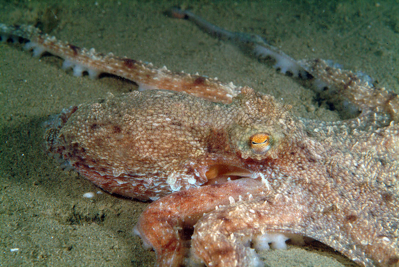 Octopus vulgaris